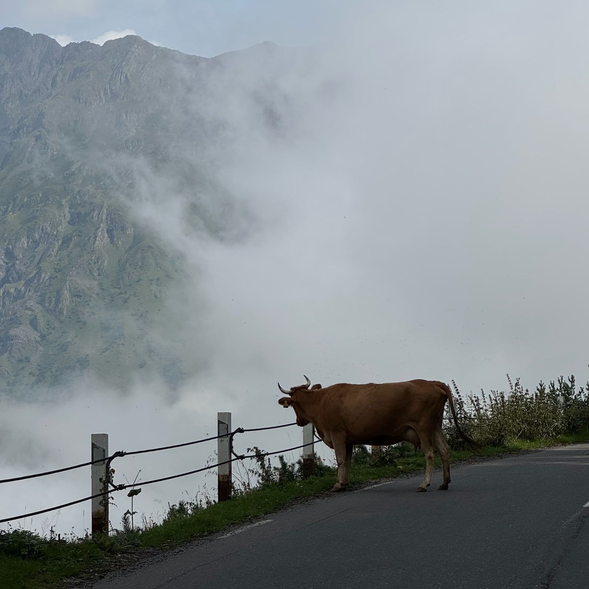 Cows on the side of the road