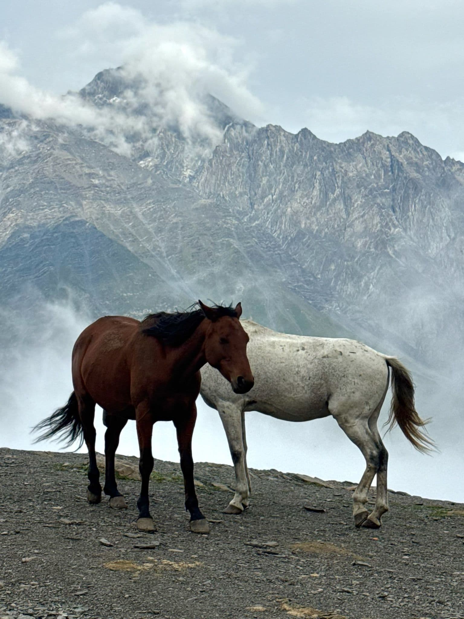 Horses along the Monestary Loop Hike in Kazbegi