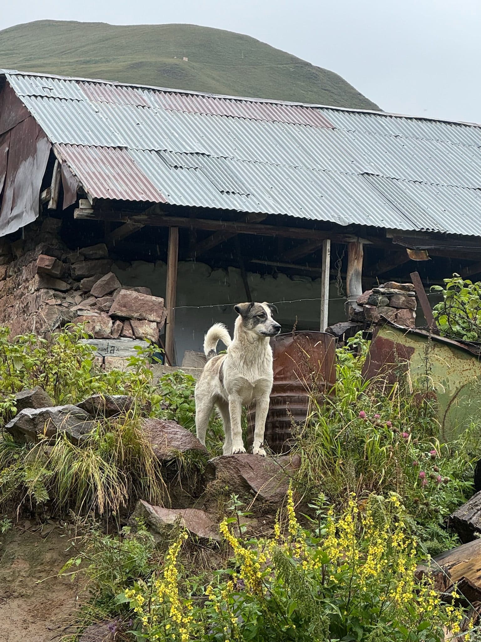 A mountain dog standing outside of abandoned building at Truso Valley